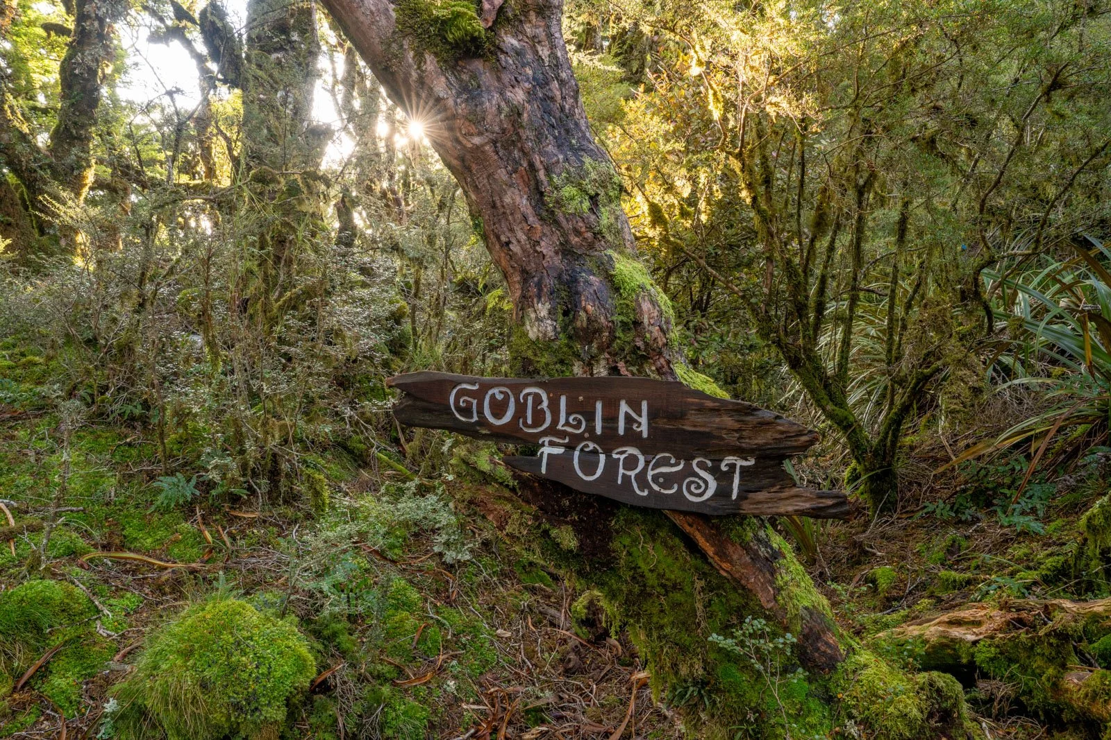 goblin forest paparoa track