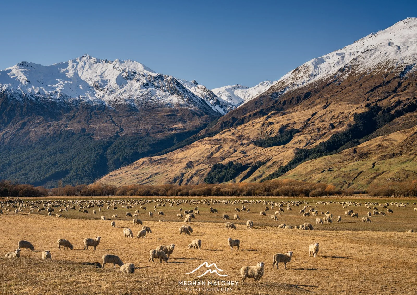 Matukituki Valley NZ Sheep