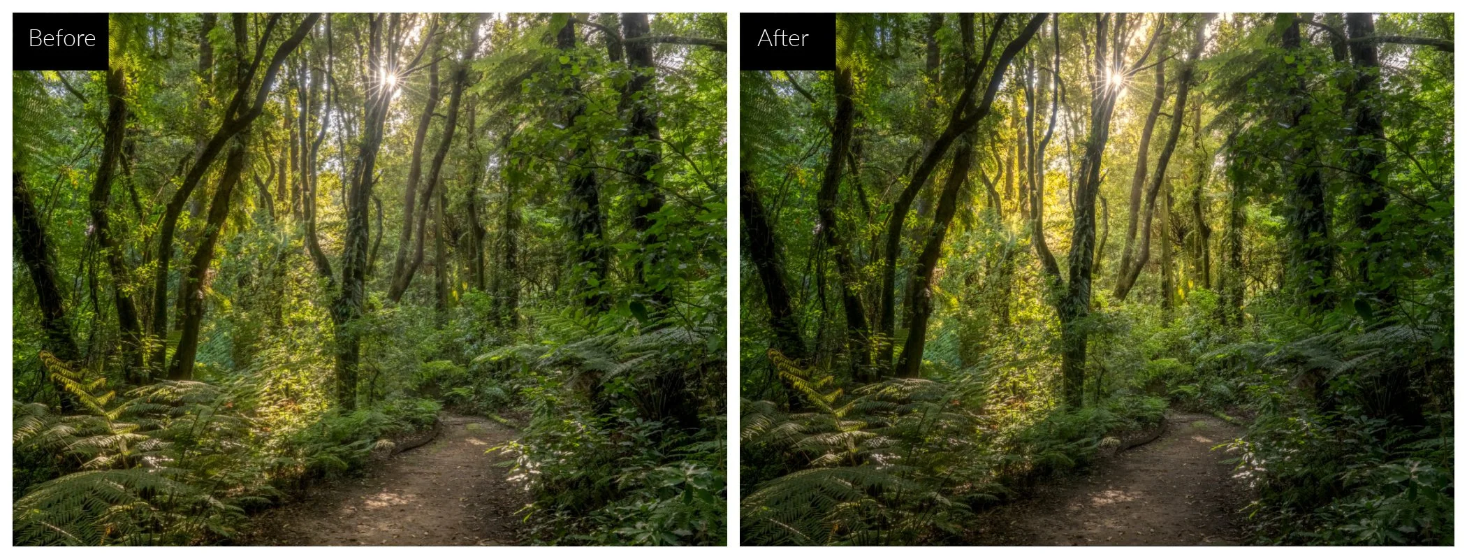 luminar light depth forest
