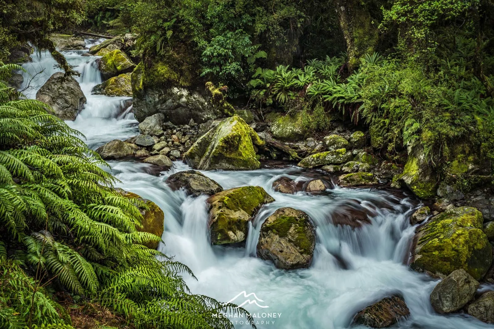 Marian River Fern Forest