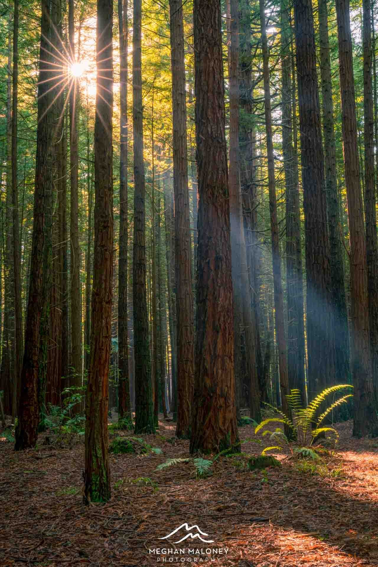 Redwoods Ray of Hope