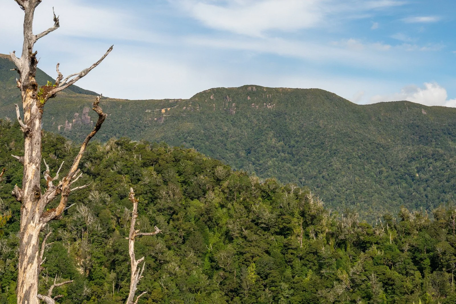 ridgeline switchback views paparoa
