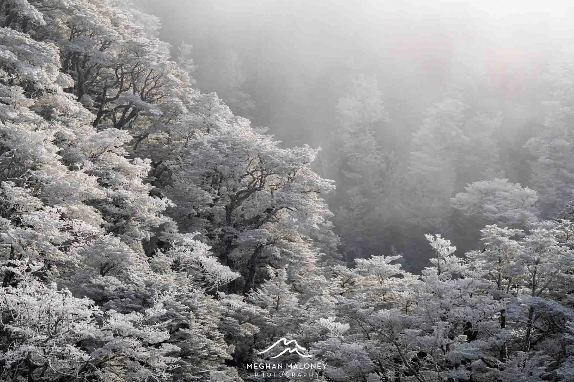 White Winter Wonderland Arthurs Pass