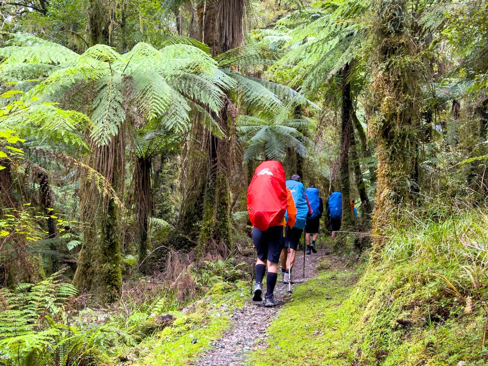 paparoa flat forest track day 4