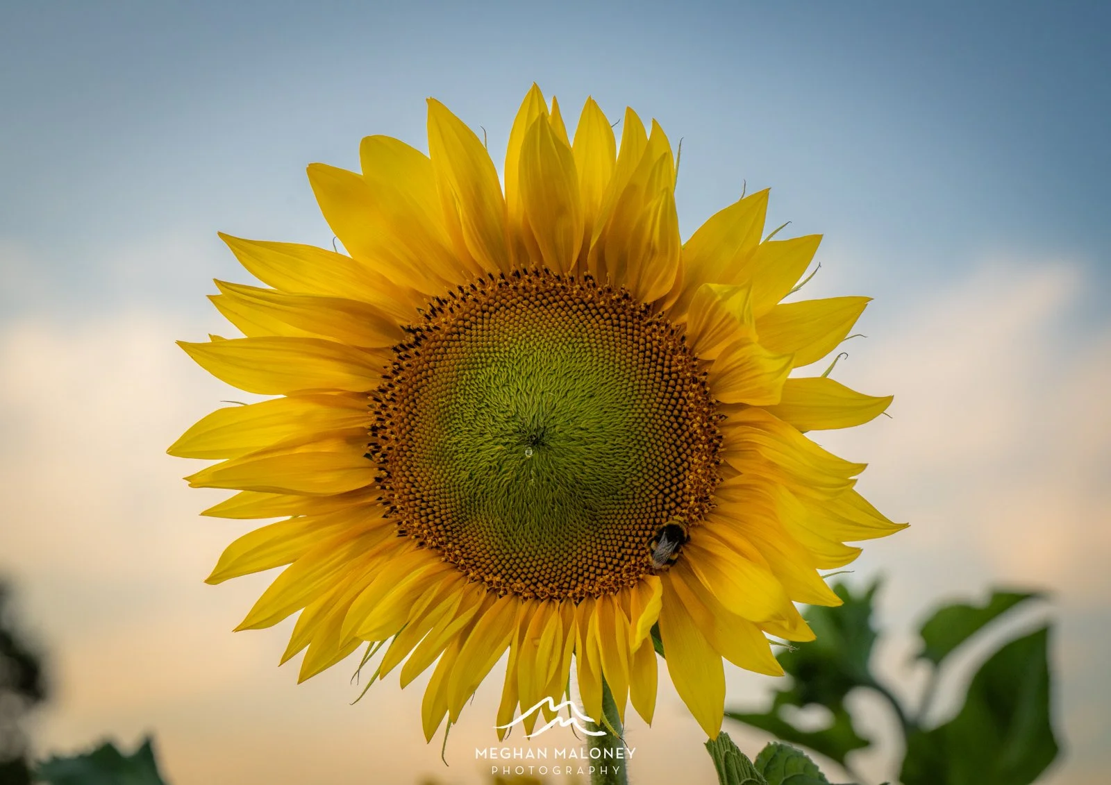 Sunflower Golden Hour