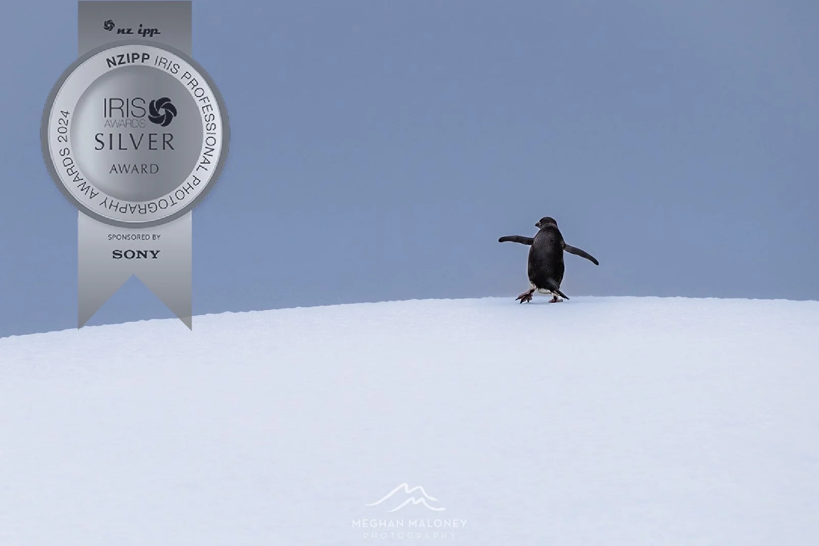 2024 NZIPP silver award penguin ice