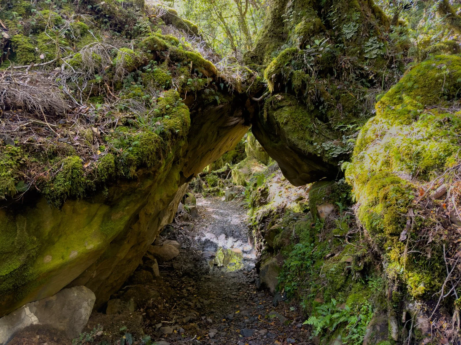 rock tree tunnel paparoa track