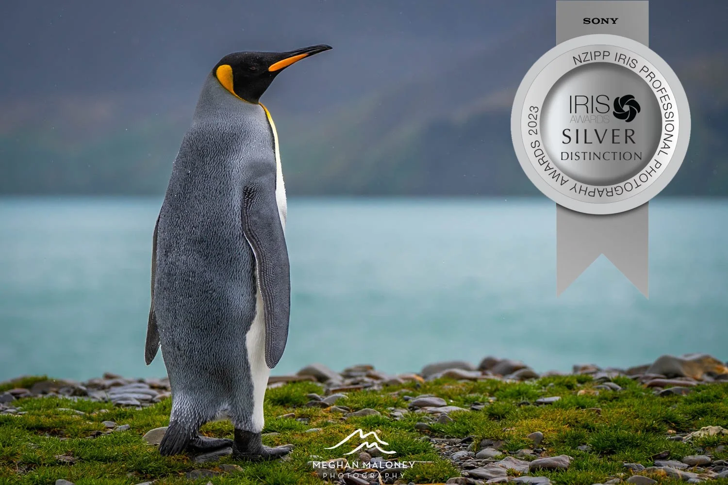 2023 NZIPP silver award image