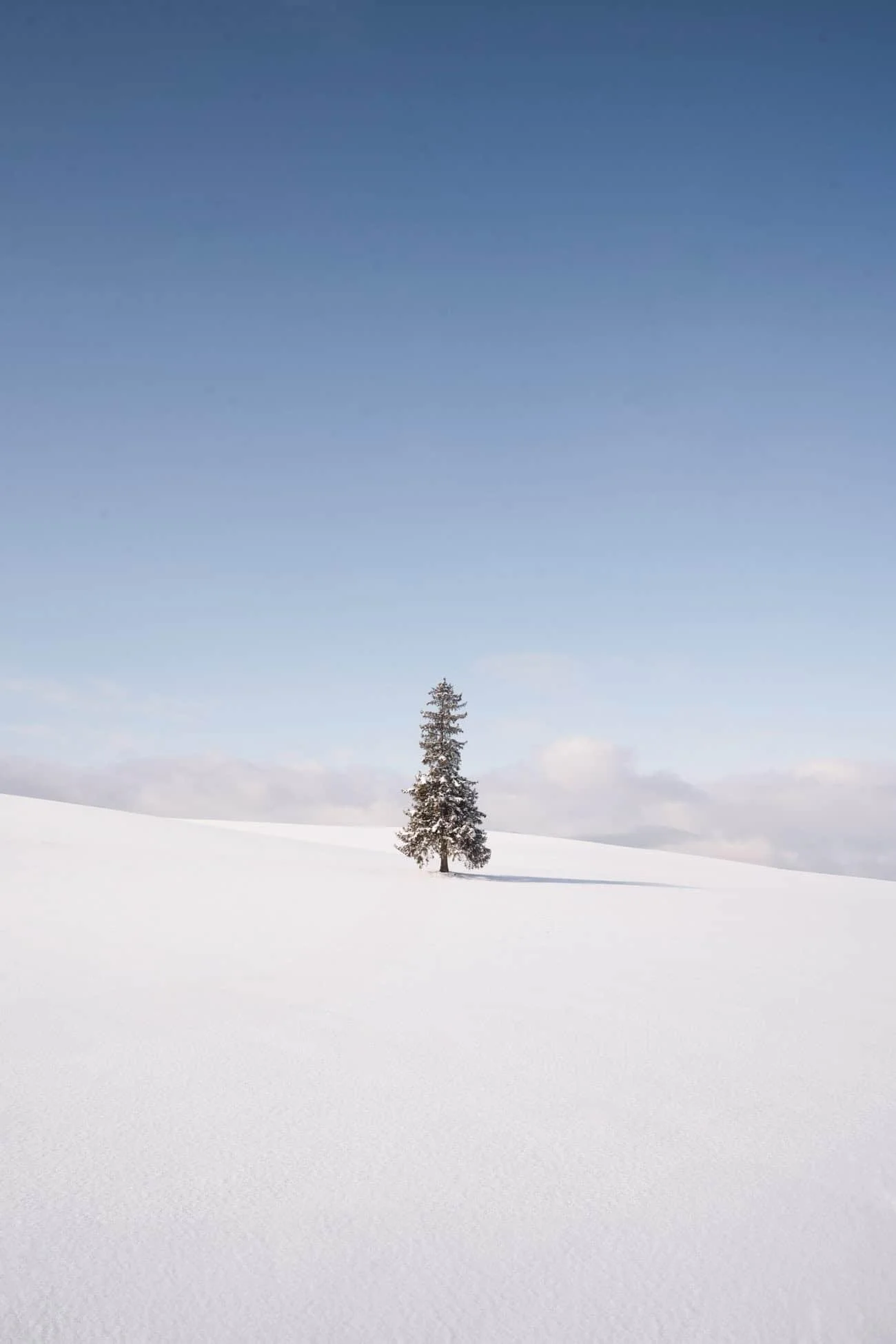 christmas tree biei hokkaido