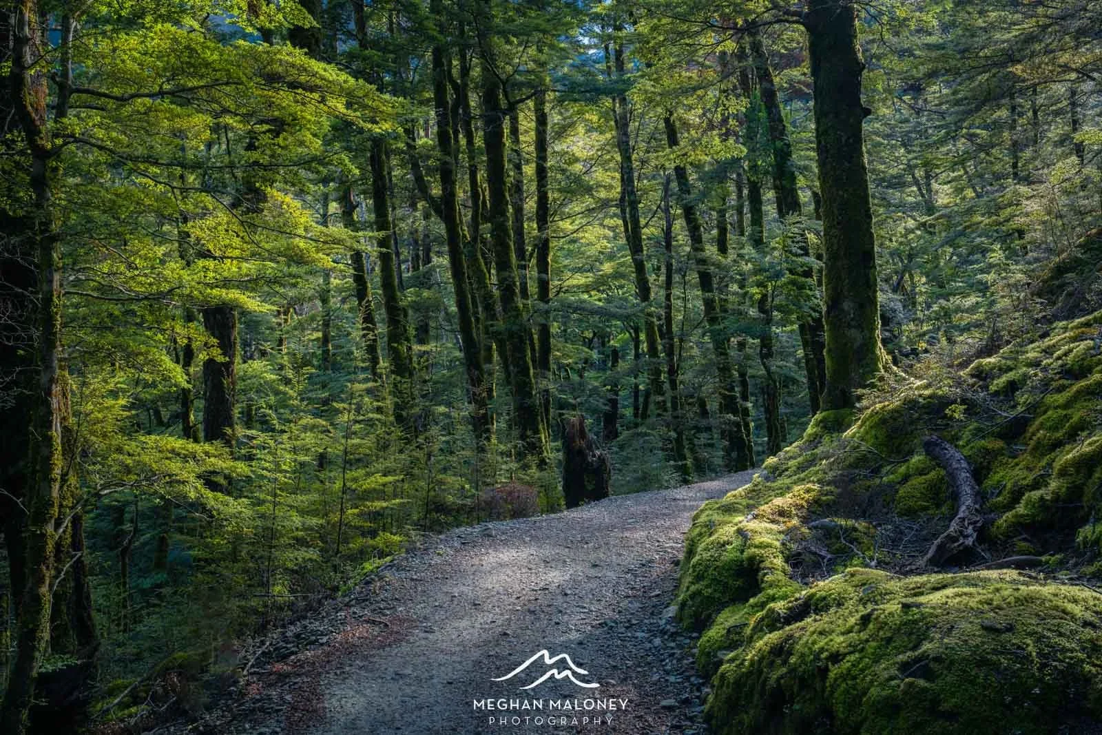 routeburn forest dappled light