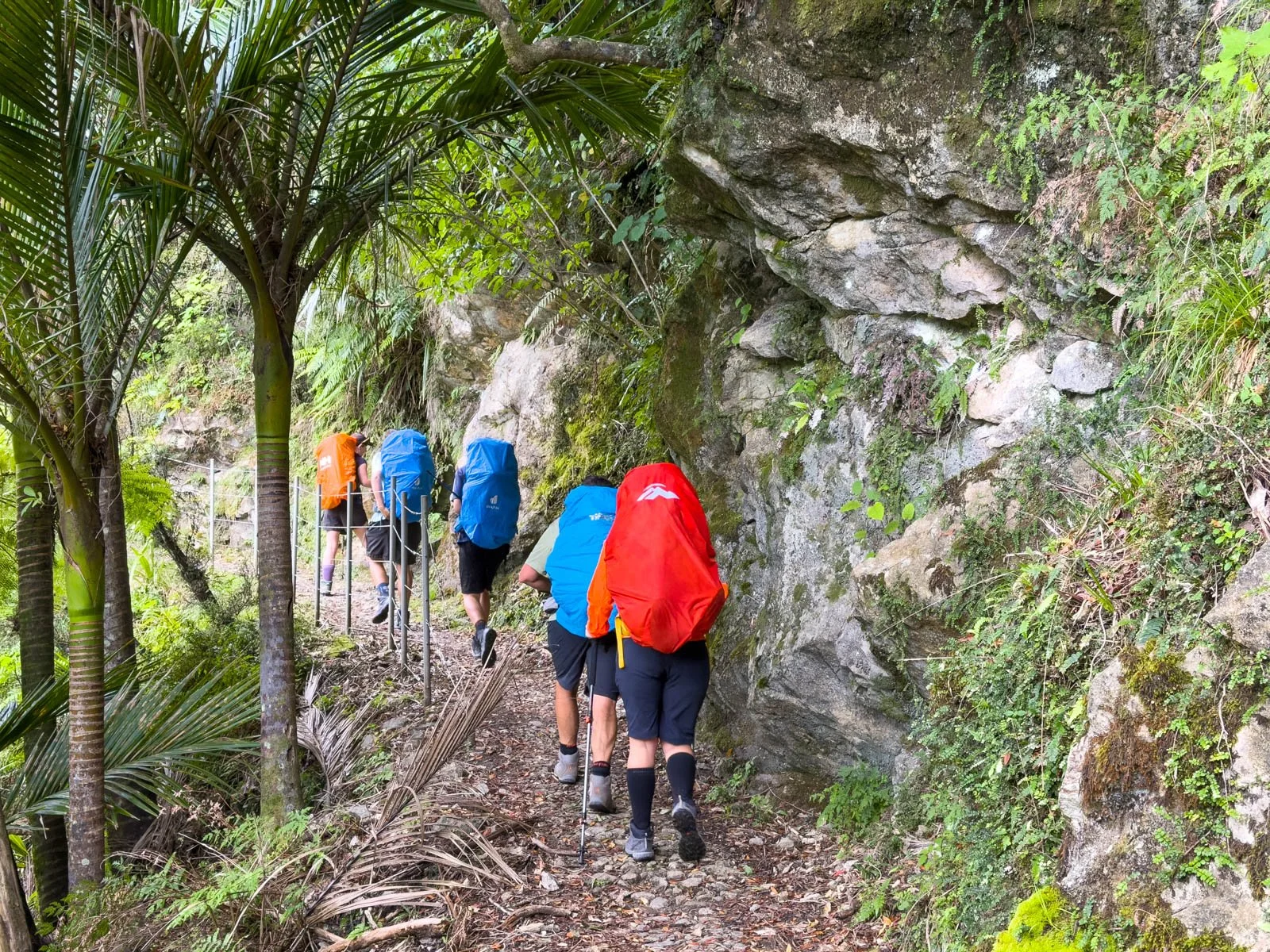 nikau palm forest paparoa day 4