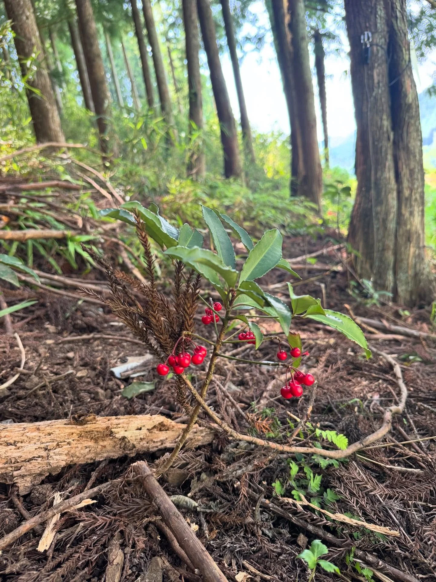 森には四季折々の草木や実りがあります。
この赤い実も鹿の好物で、夢中で食べてるうちに境界線を越えて畑を荒らしてしまうことも。
飯能の里山では、人と野生動物の暮らしが隣り合わせ。
獲った鹿はありがたくいただきます🙏
#マジカ #Majika #犬のおやつ #ジビエ #鹿ジャーキー #有害鳥獣対策 #狩猟 #わな猟 #飯能 #飯能市 #wandaway #ワンダウェイ #愛犬との暮らし #食べて応援