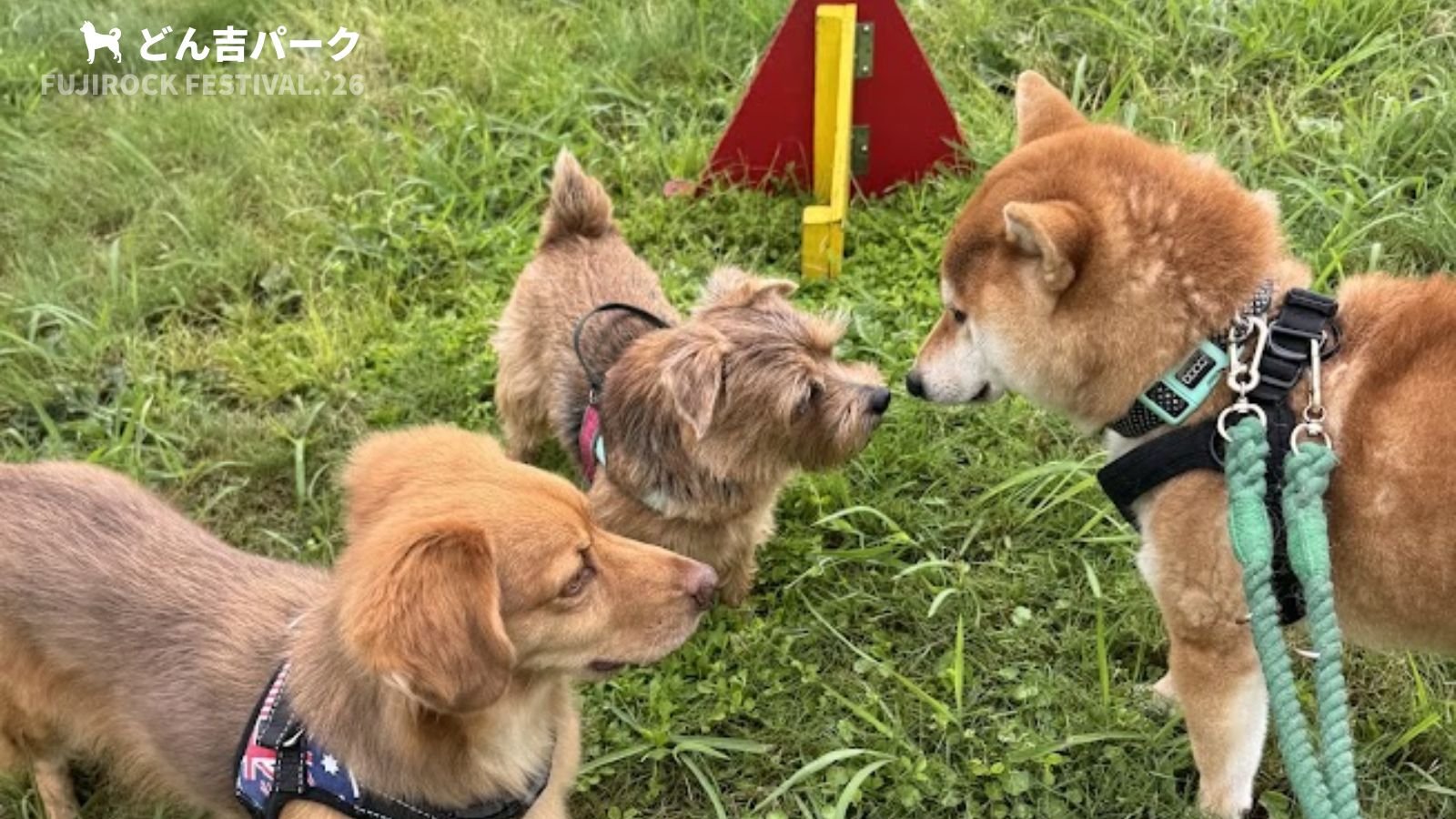 犬とフェス