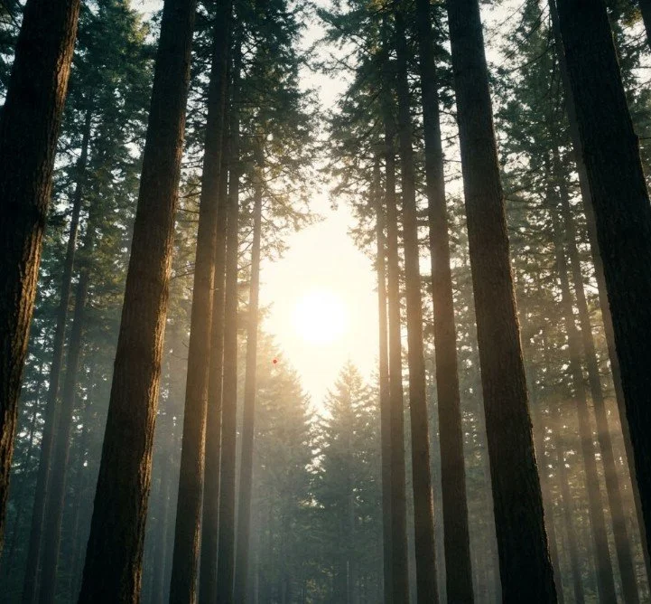 Upward view of tall evergreen trees with sunlight shining through, symbolizing alignment, strength, and natural healing in the Pacific Northwest