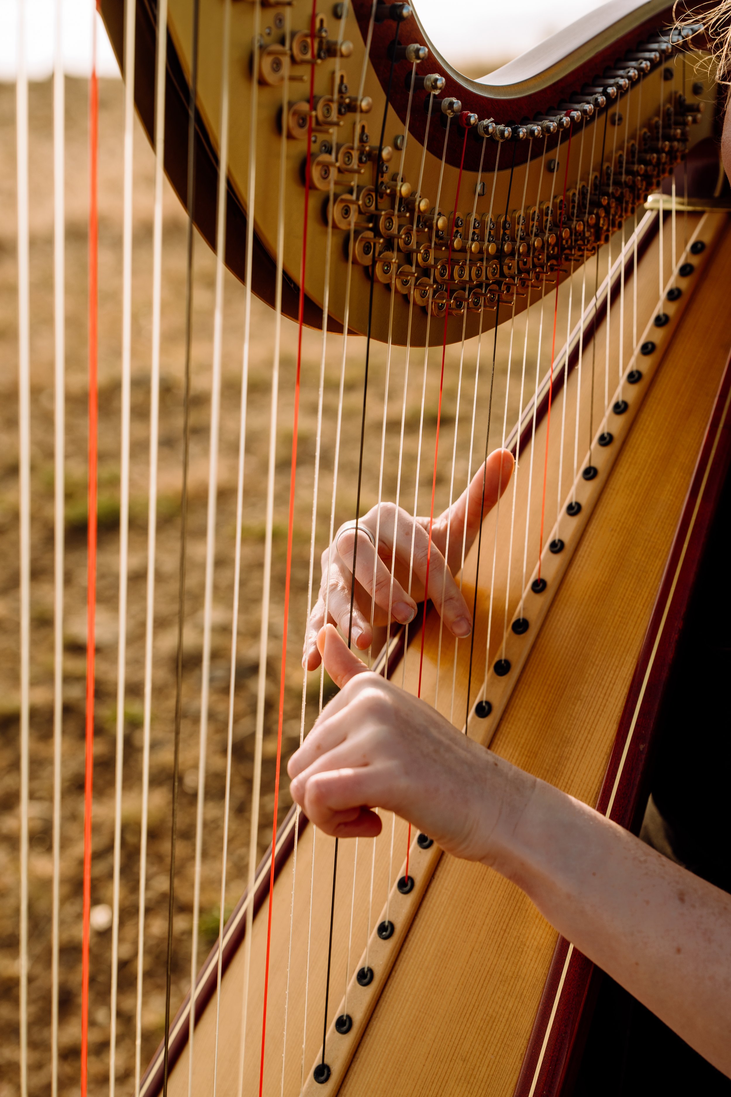 Close-up of a harp's strings and tuning pins.