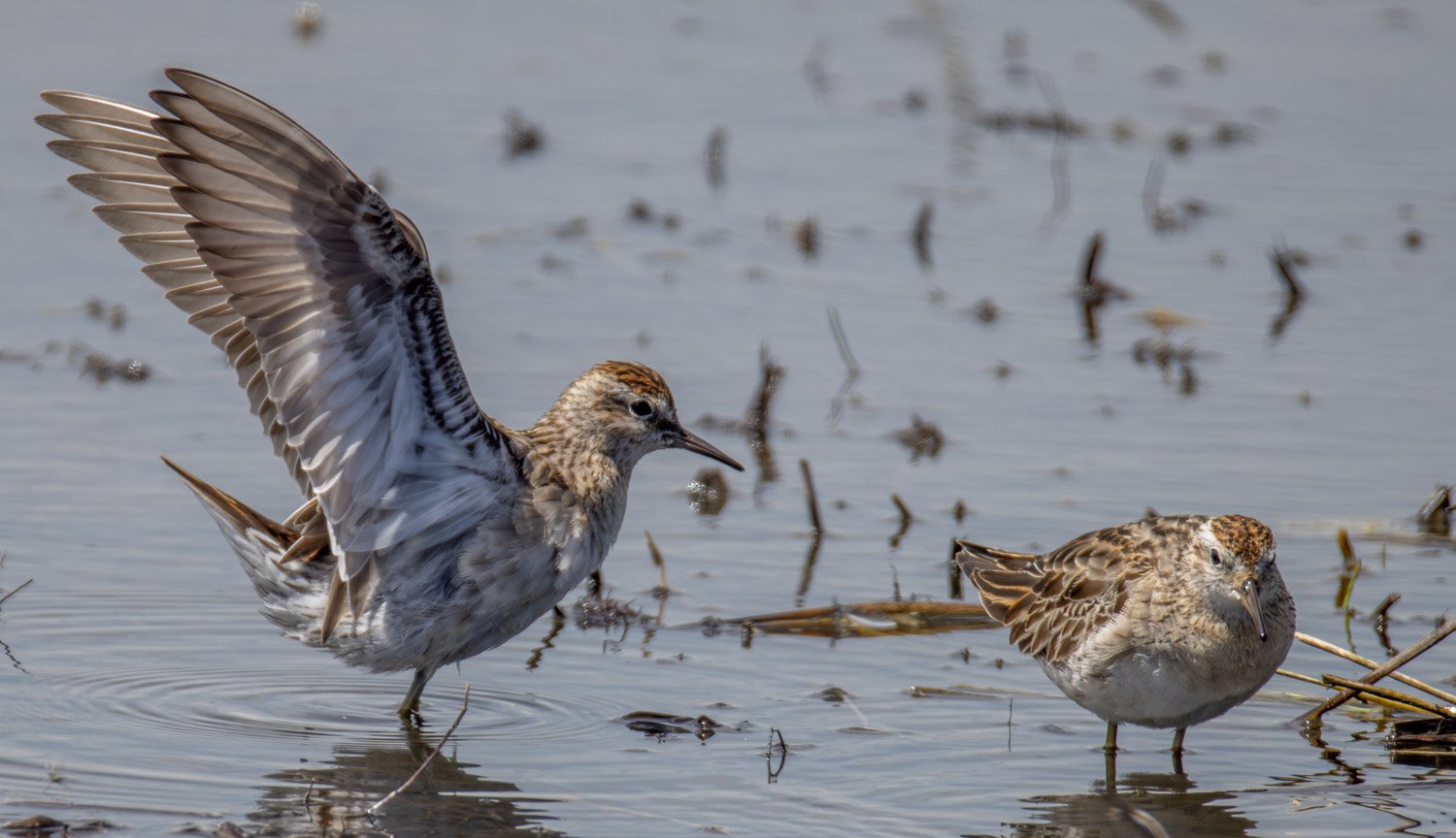 Sharp-tailed Sandpiper. WPT