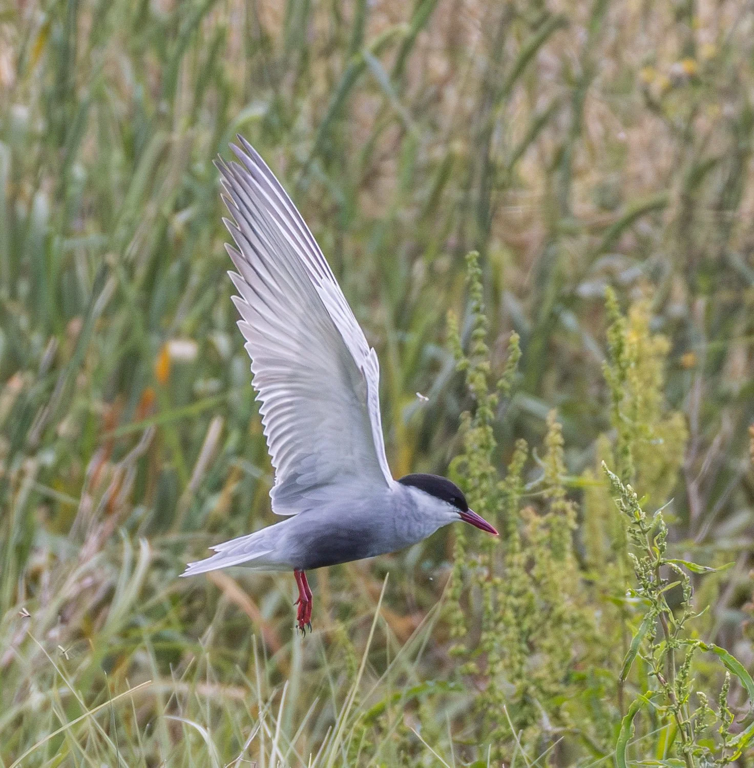 Whiskered Turn WPT. catching insects