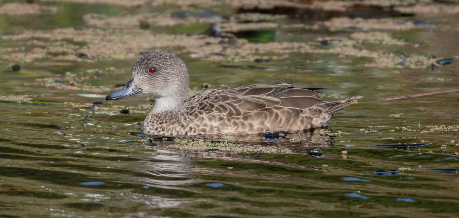 Grey Teal. Koo Wee Rup Vic