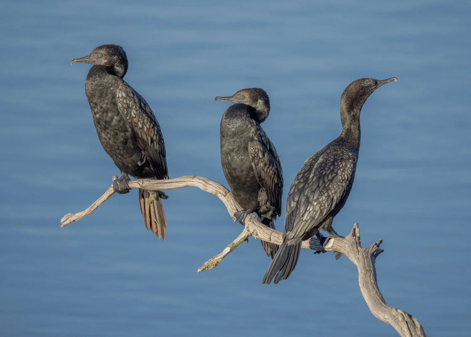 Little Black Cormorants. Plenty Gorge Vic