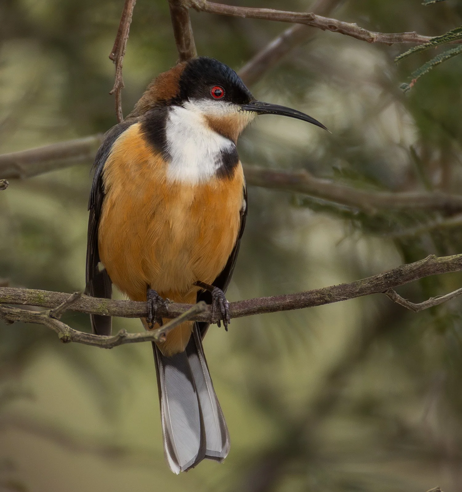 Eastern Spinebill. Cranbourne Bot. Gardens