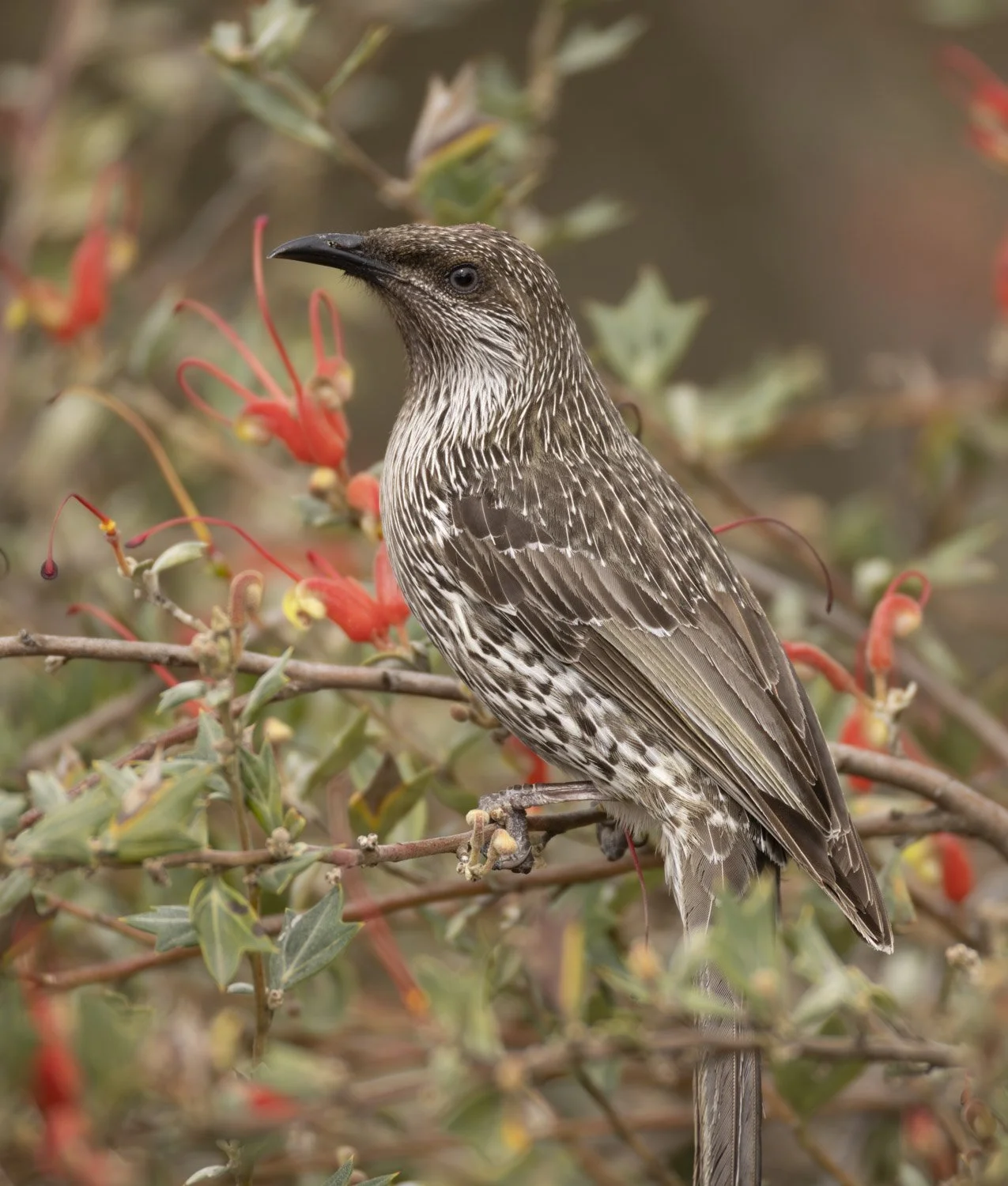 Little Wattlebird. Cranbourne Bot. Gardens