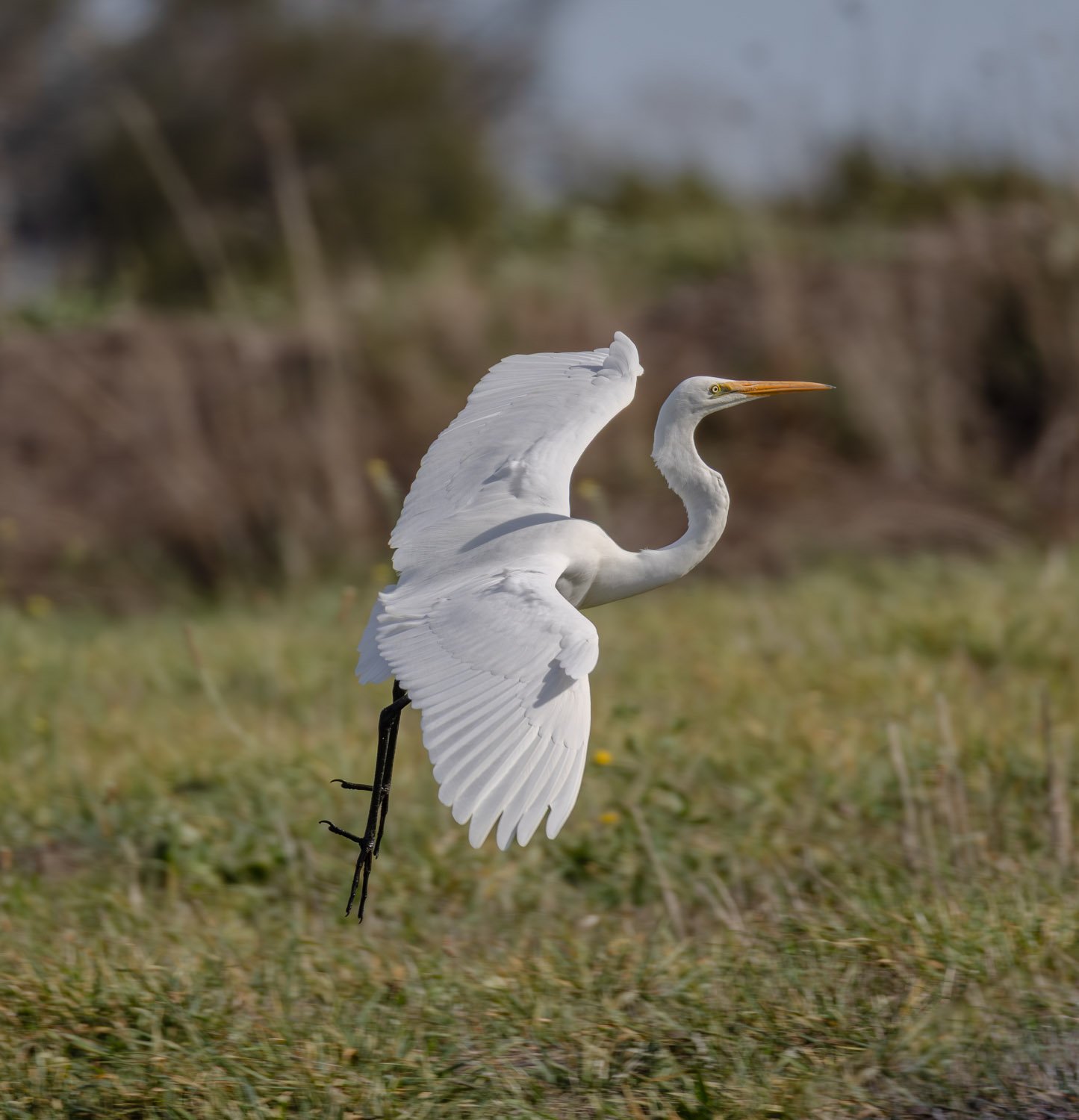 Great Egret. Blind Bight Vic