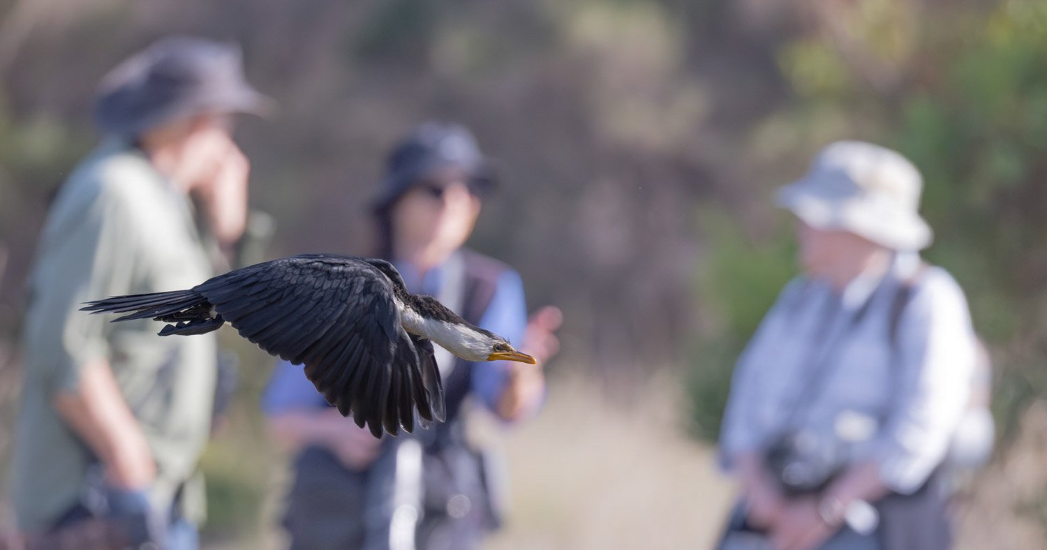 Pied Cormorant, Blind Bight Victoria