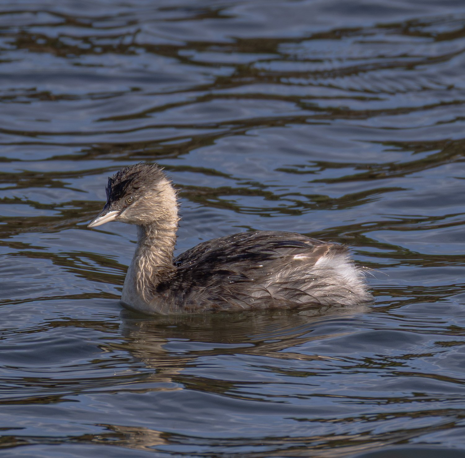 Horary-headed Grebe. Koo Wee Rup Vic