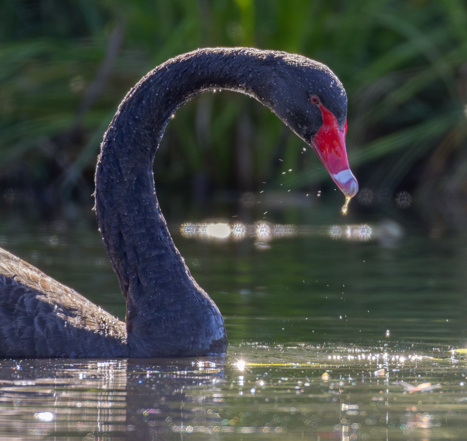 Black Swan. Plenty Gorge Victoria