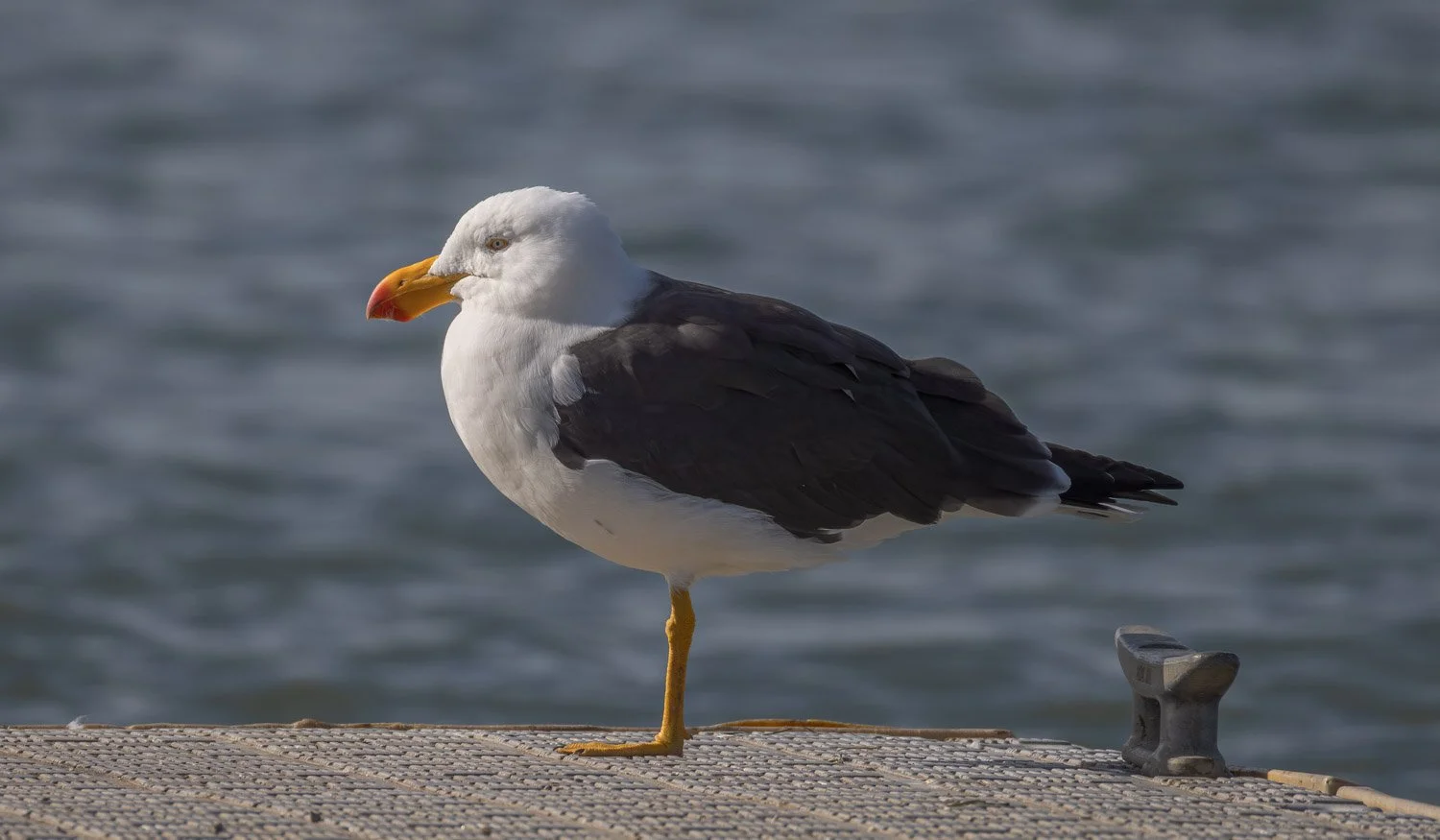 Pacific Gull. Blind Bight Vic.