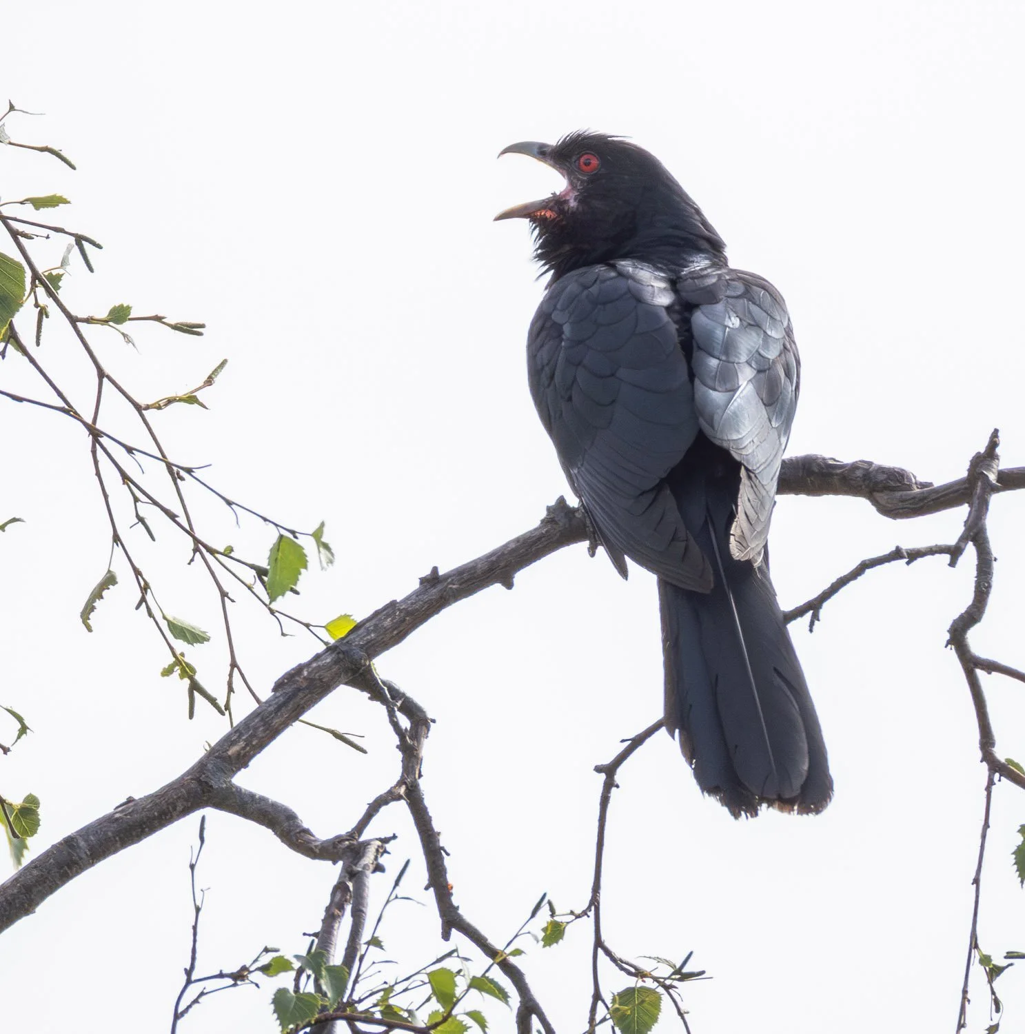 Eastern Koel. Ivanhoe Melbourne