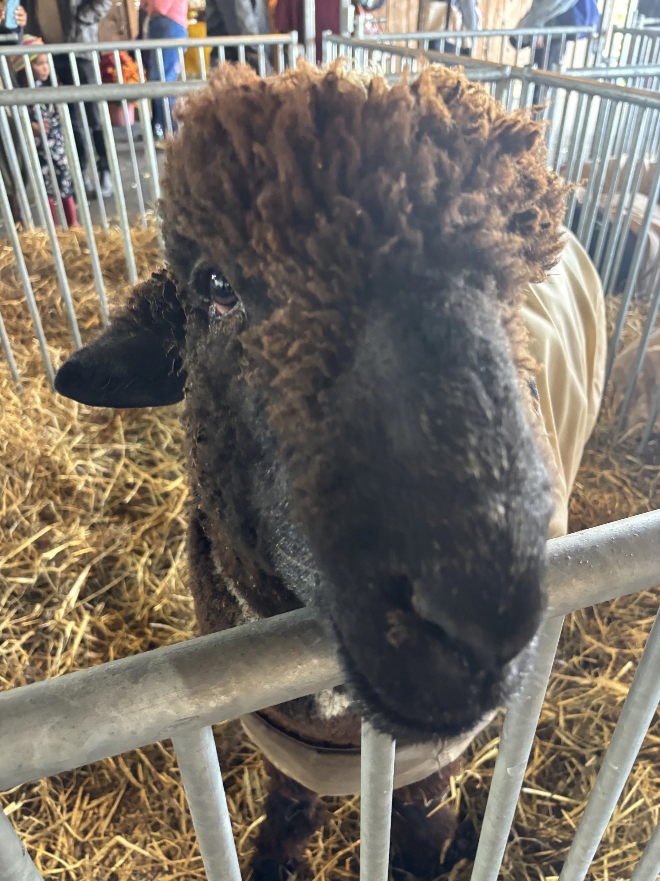 Brown Sheep in a pen at Rhinebeck Sheep & Wool Festival