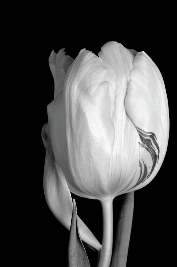 she-stands-alone-phyllis-keller.jpg
