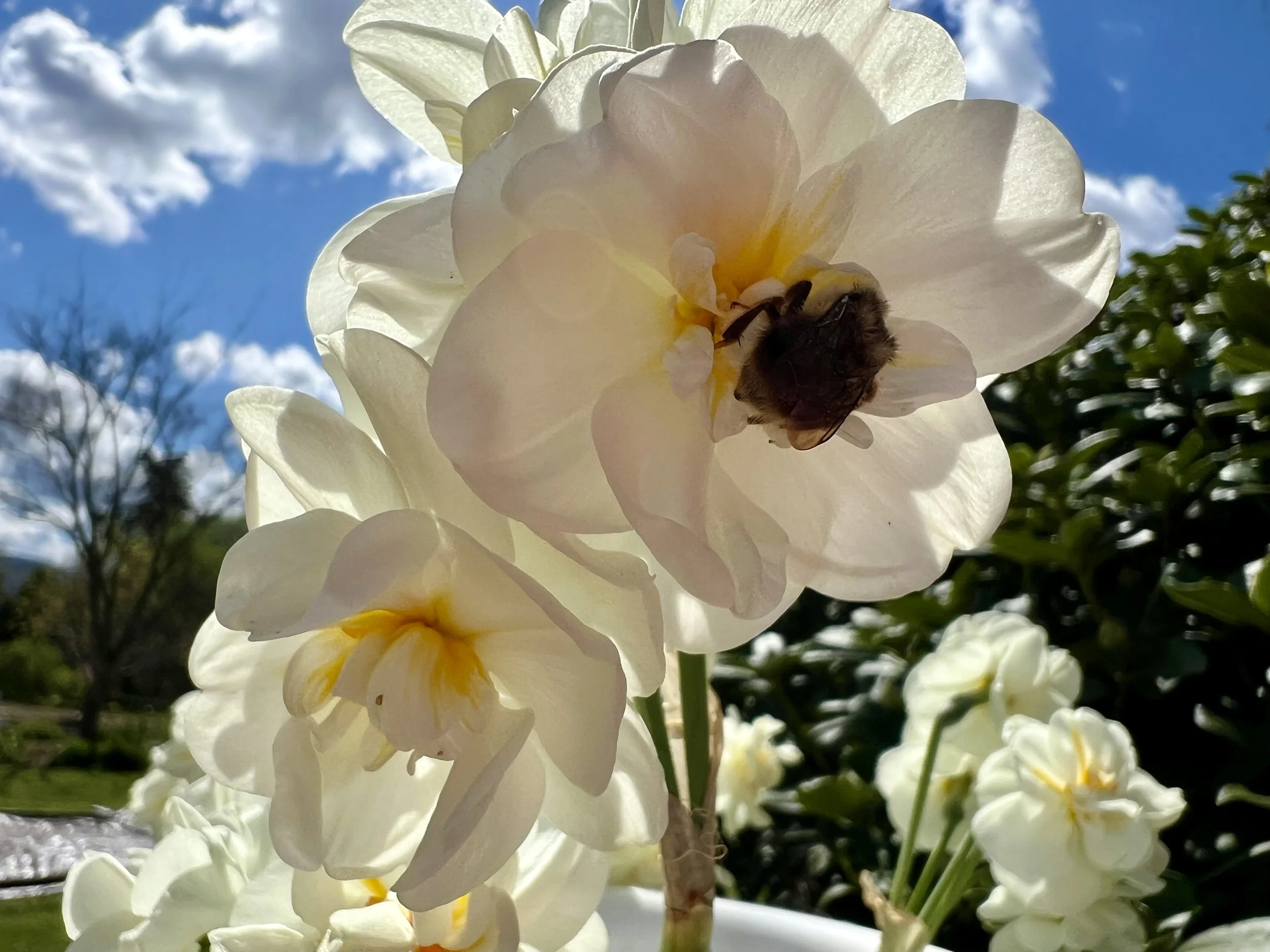 IMG_3022.jpeg