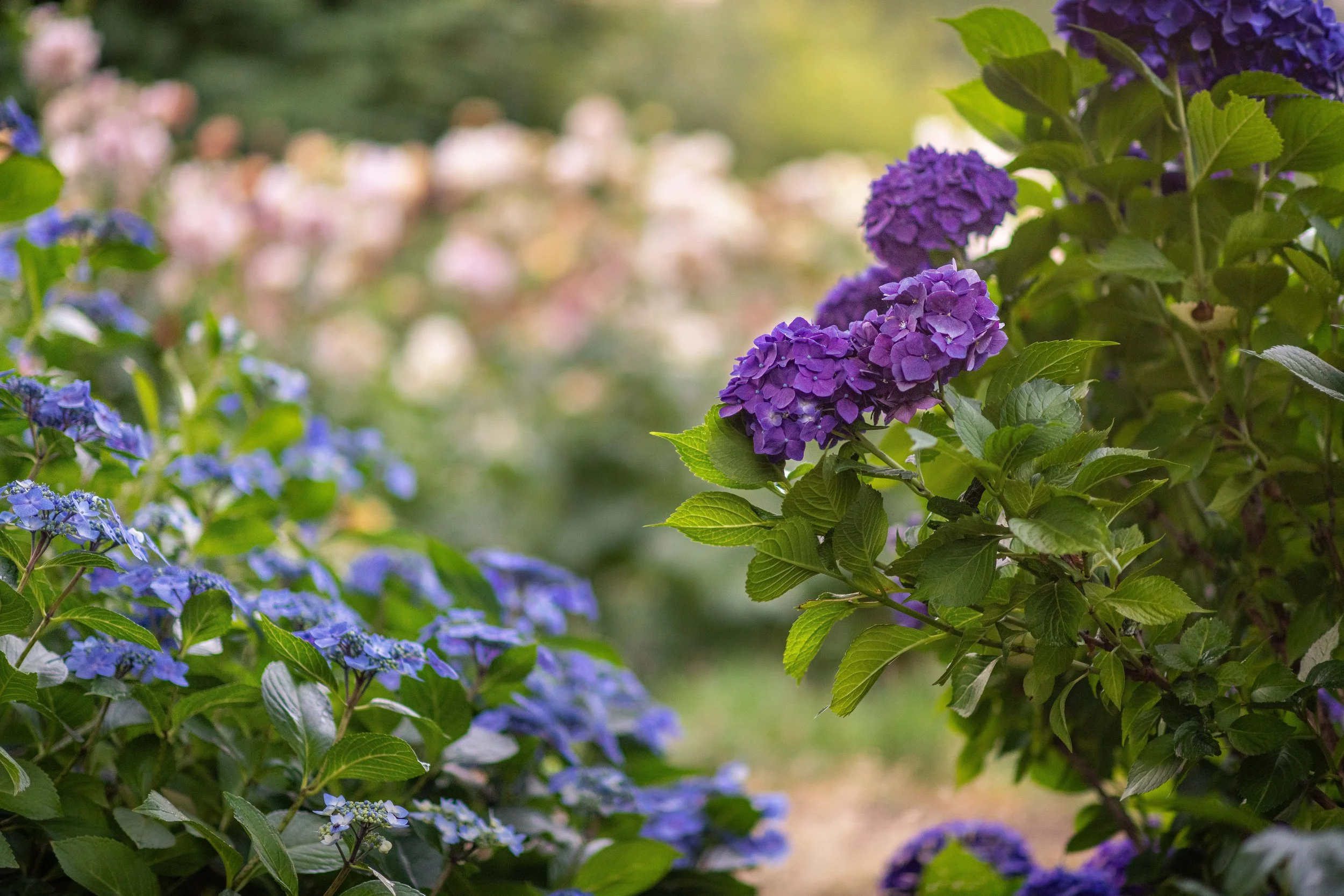 Hydrangeas