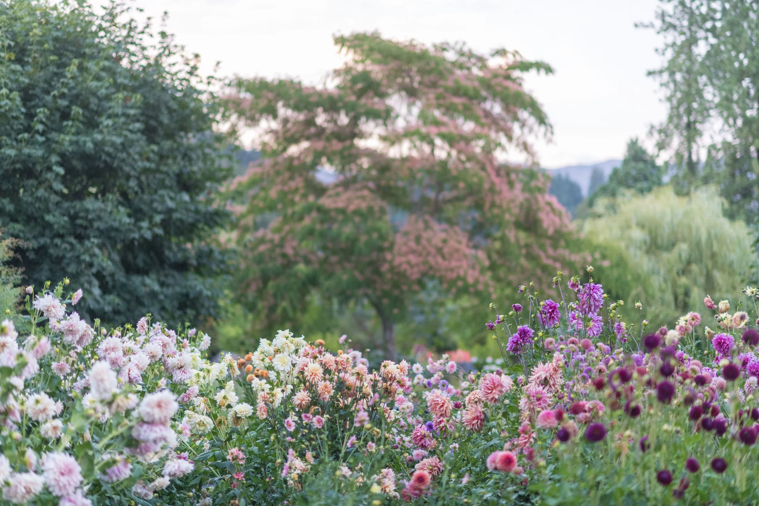 Dahlias