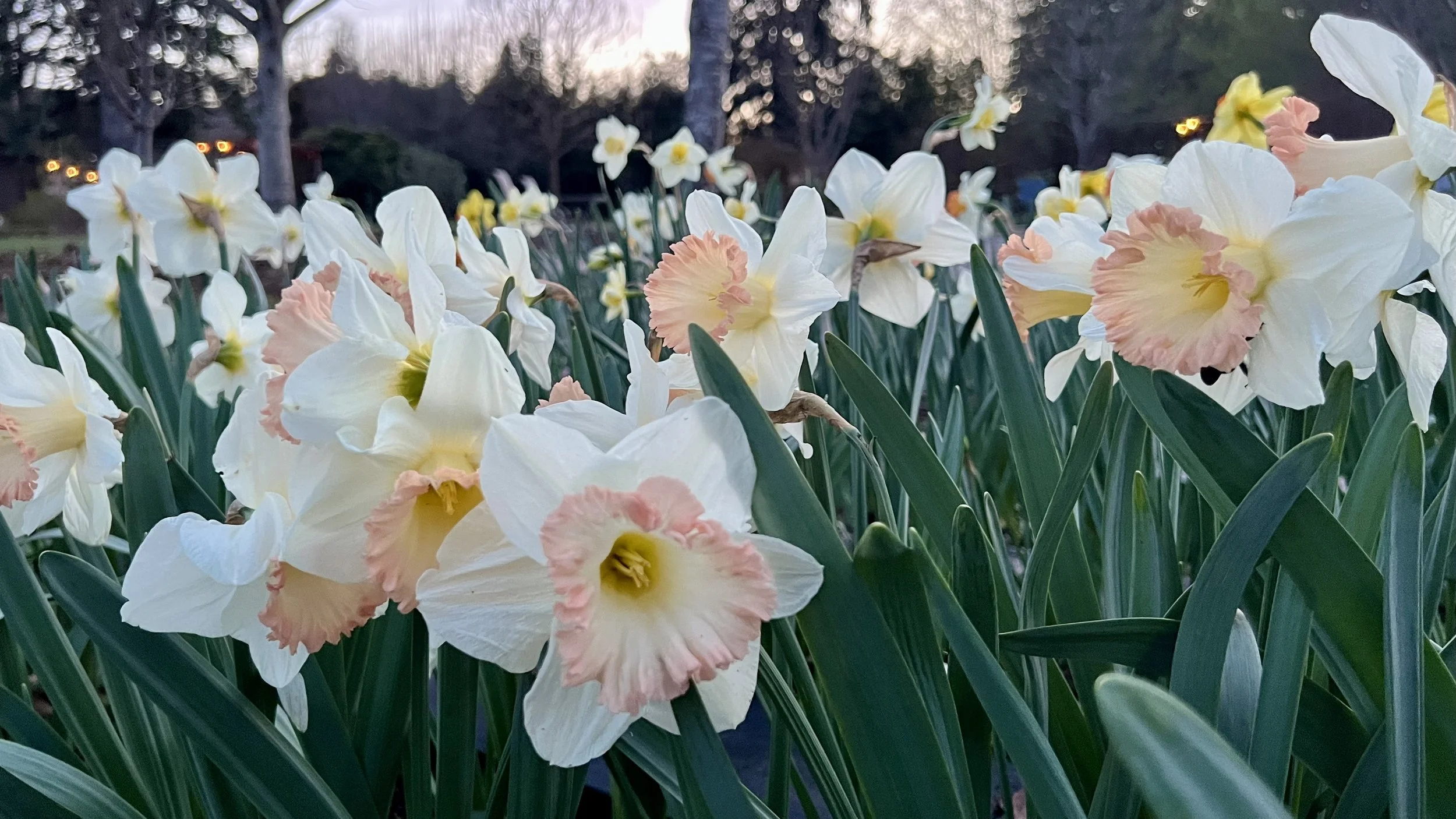 Daffodils