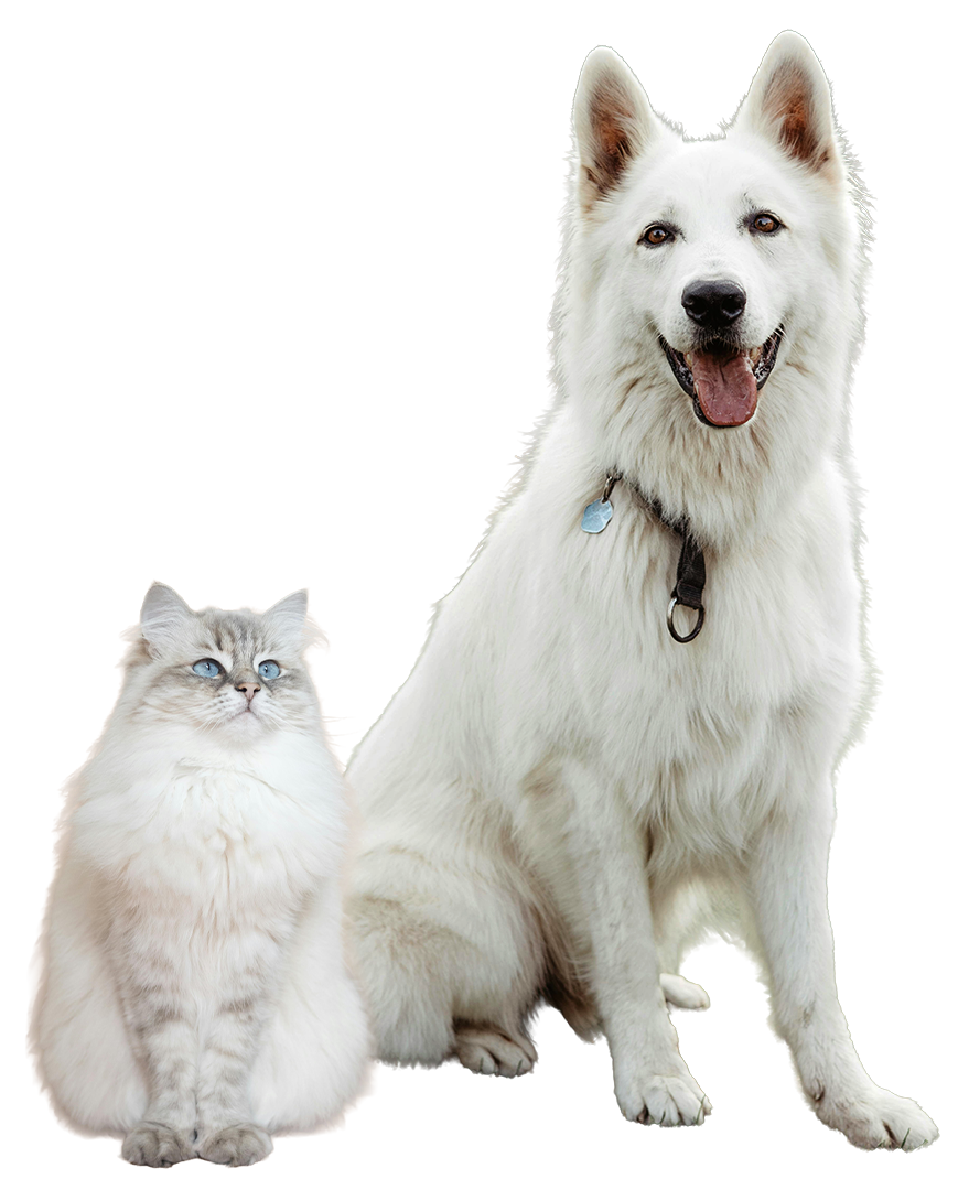 Un perro de raza husky siberiano con collar y una gata de raza persa con ojos azules, ambos sentados juntos.