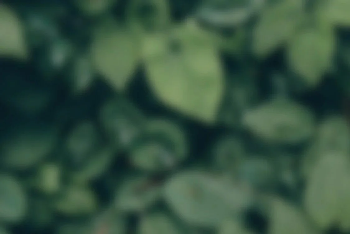 Close-up of green leaves.