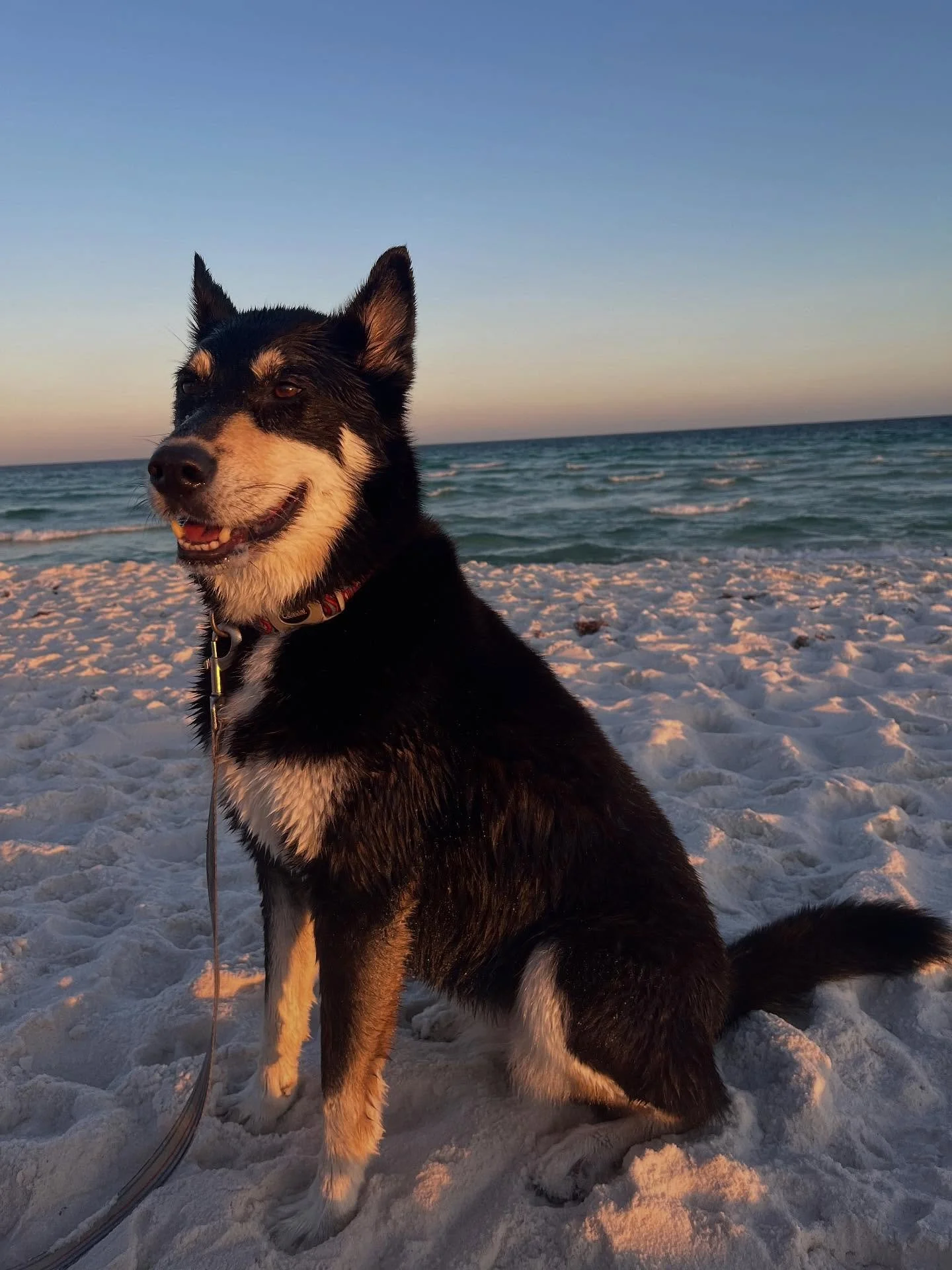When you have a pup who also loves beach therapy&hellip;life is even better. ❤️❤️❤️