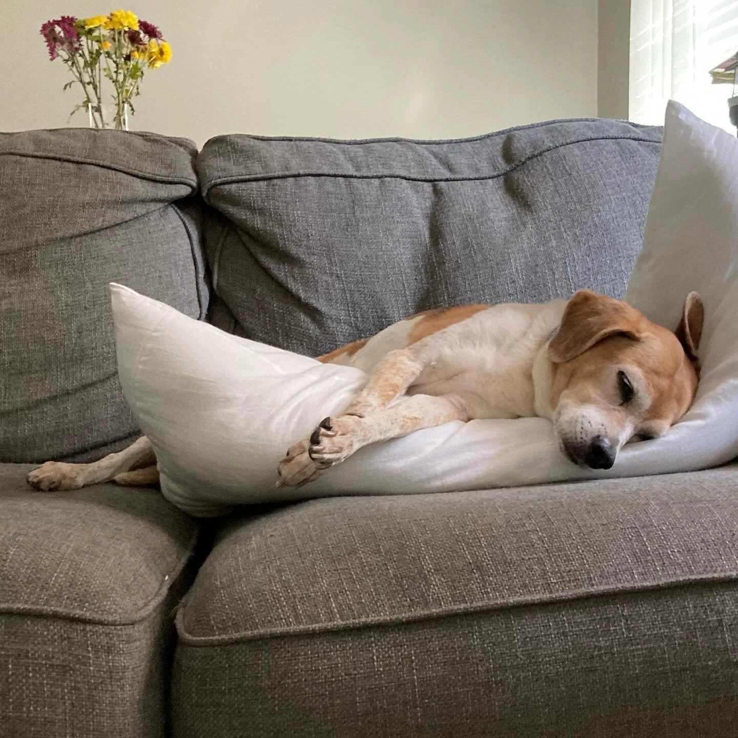 Anyone else feel like curling up on the couch with an amazing book and some hot tea? 

Missing my sweet Pepper girl today. Look how precious those little paws were. 🐾 She loved to snuggle when the weather was cold. 

Stay warm today friends. 🌤️