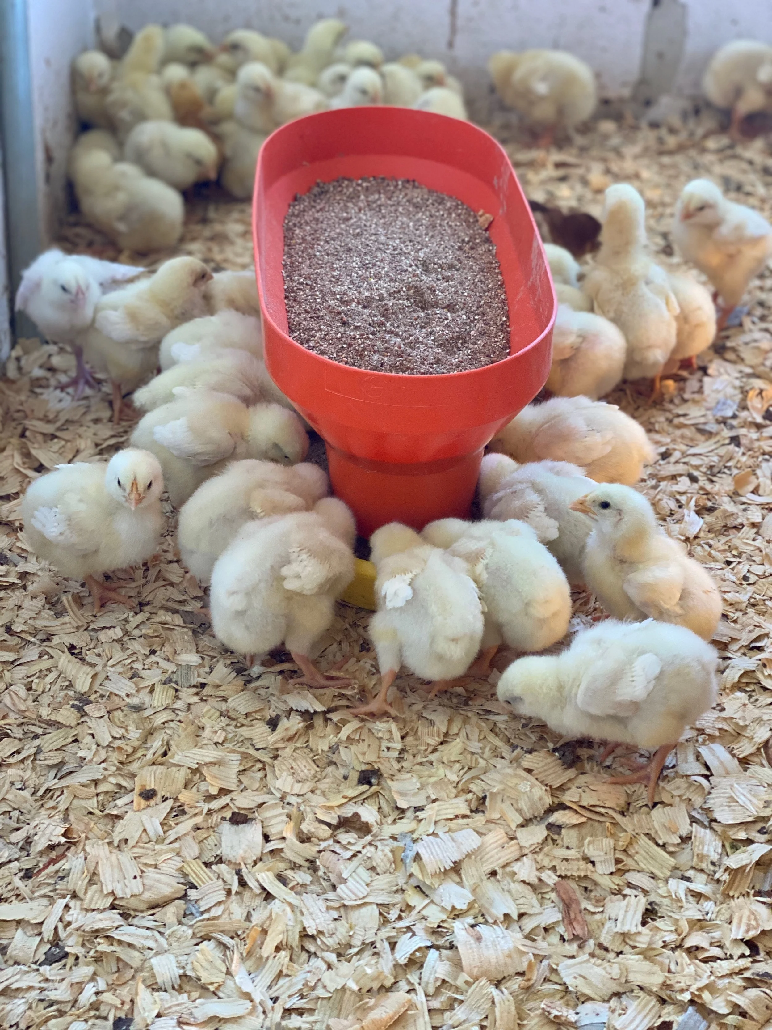 pastured chickens in the brooder