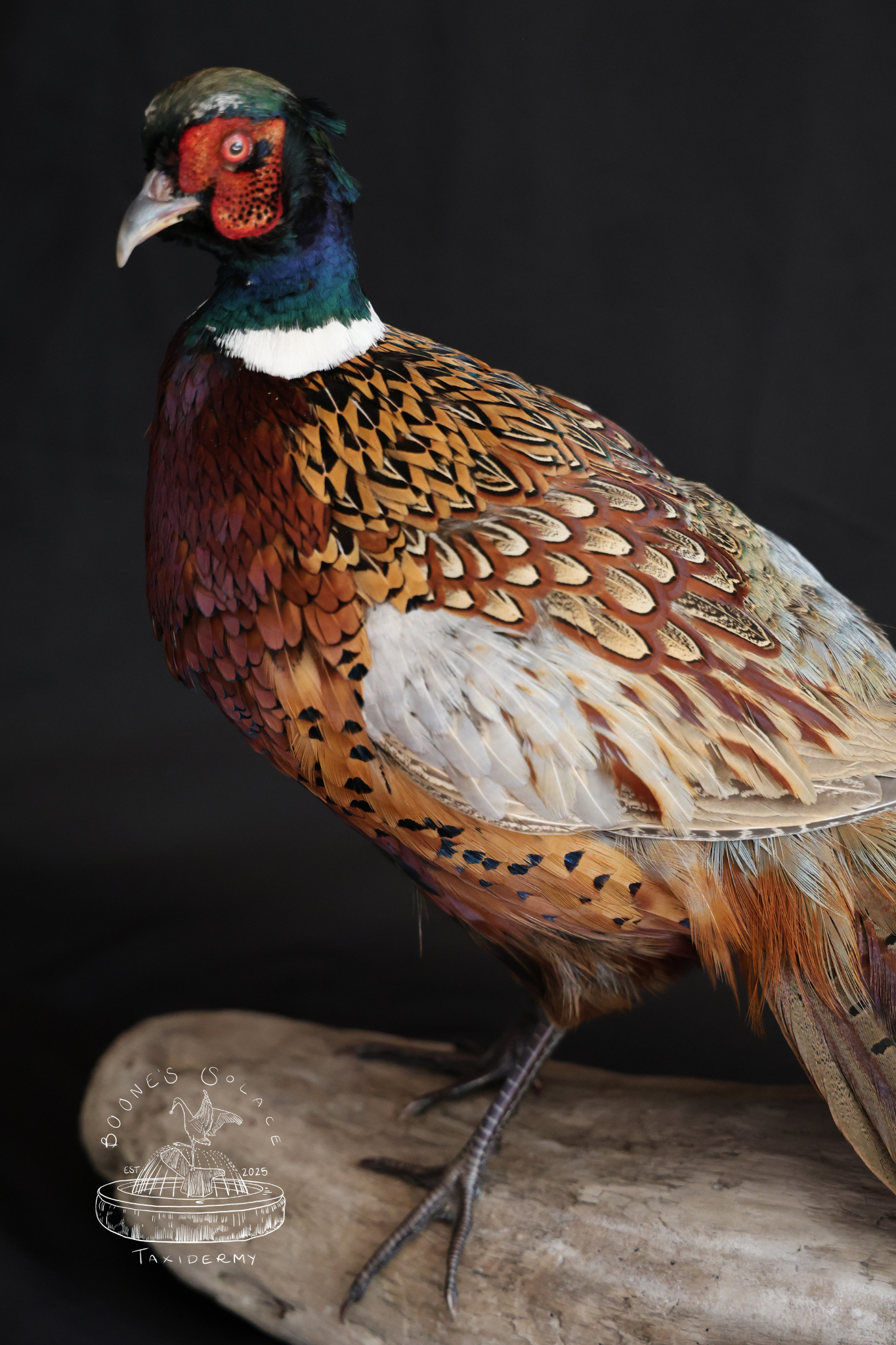 Pheasant 2026 watermarked no 2.png