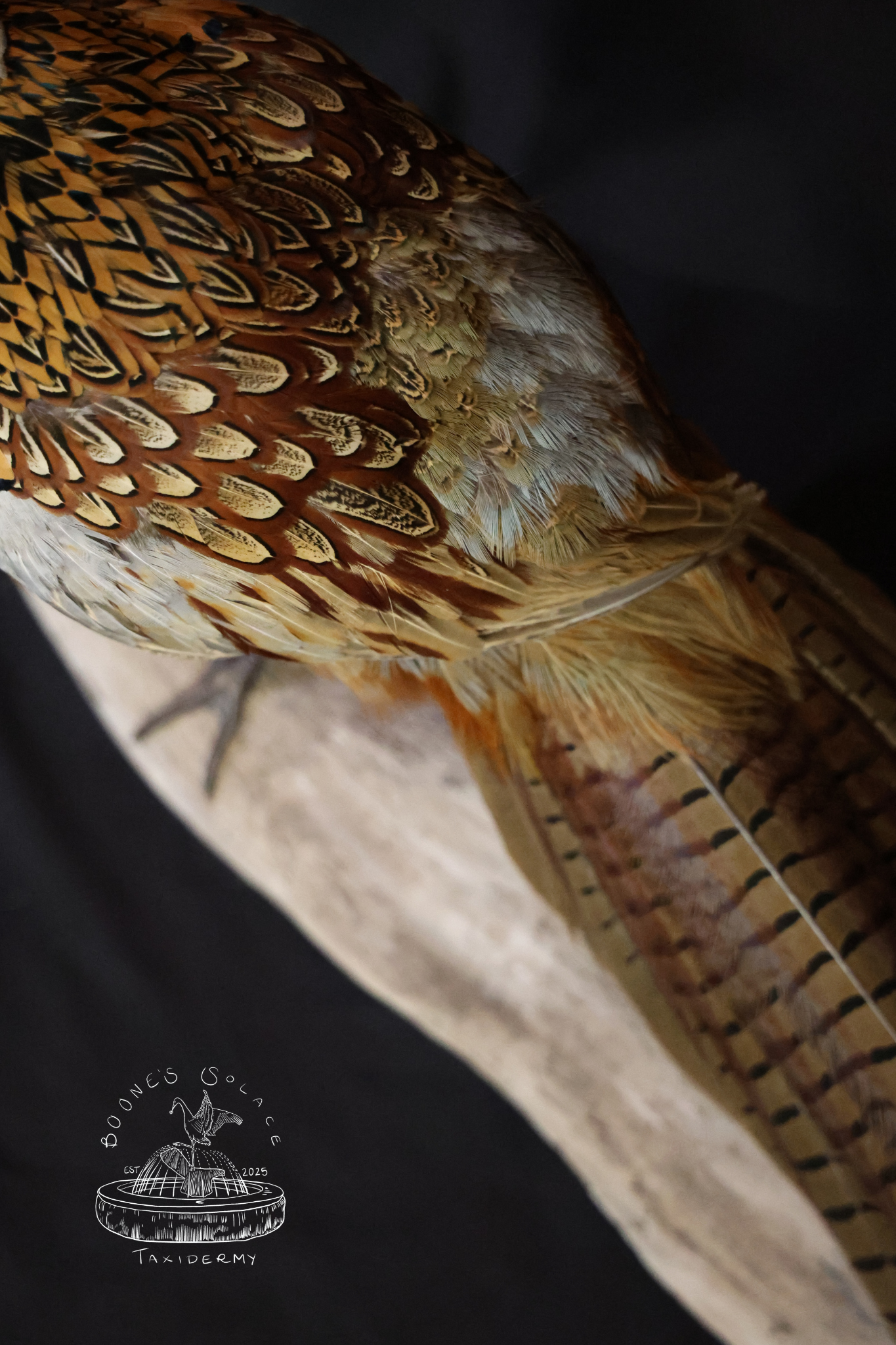Pheasant wet specimen 2026 watermarked no 01.png