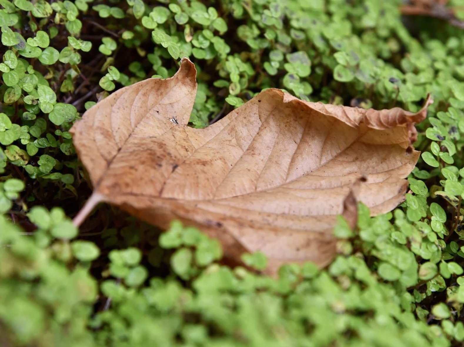 In My Element: A Resonance with Autumn