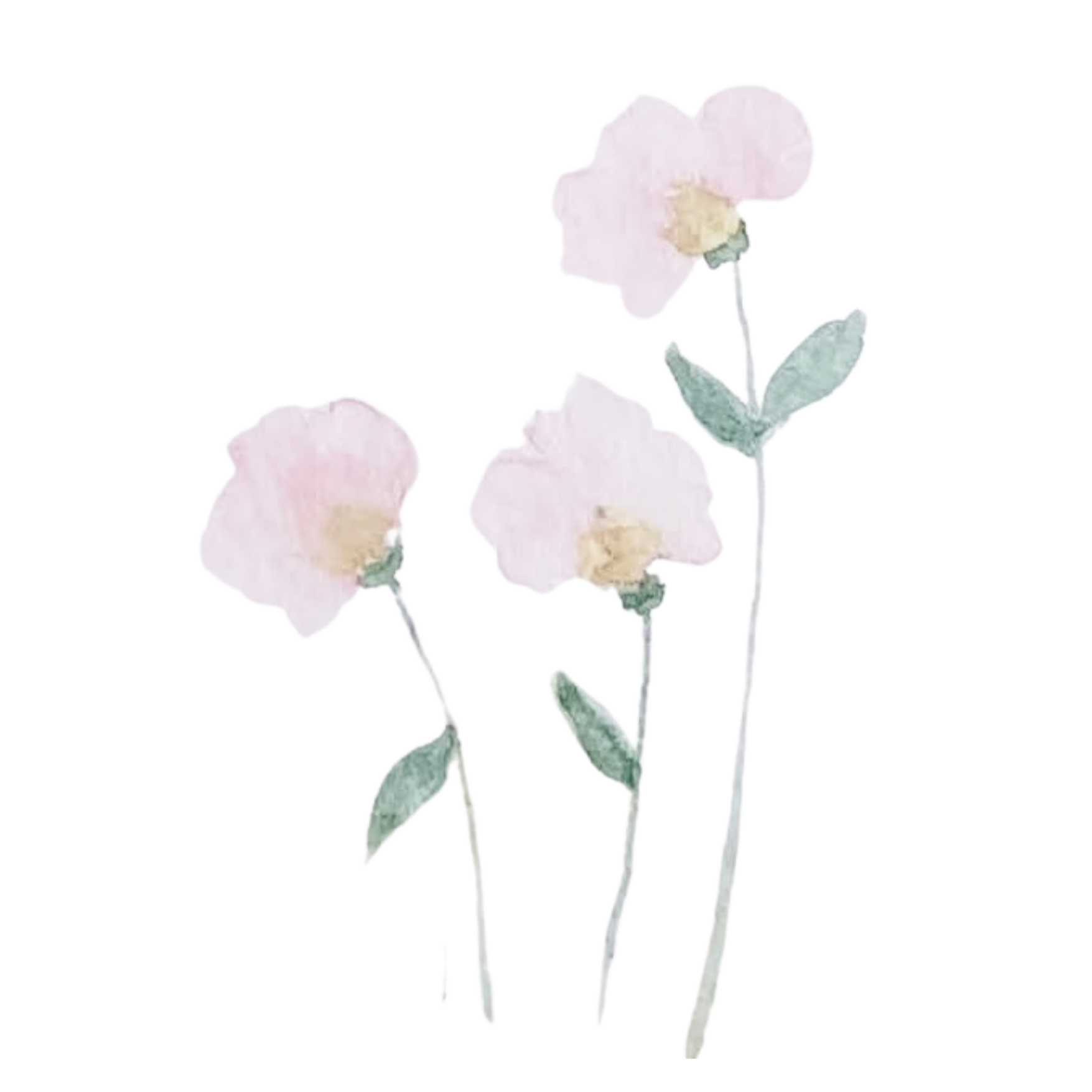 Three white flowers with yellow centers and two green leaves, one flower on the right is slightly taller than the others.