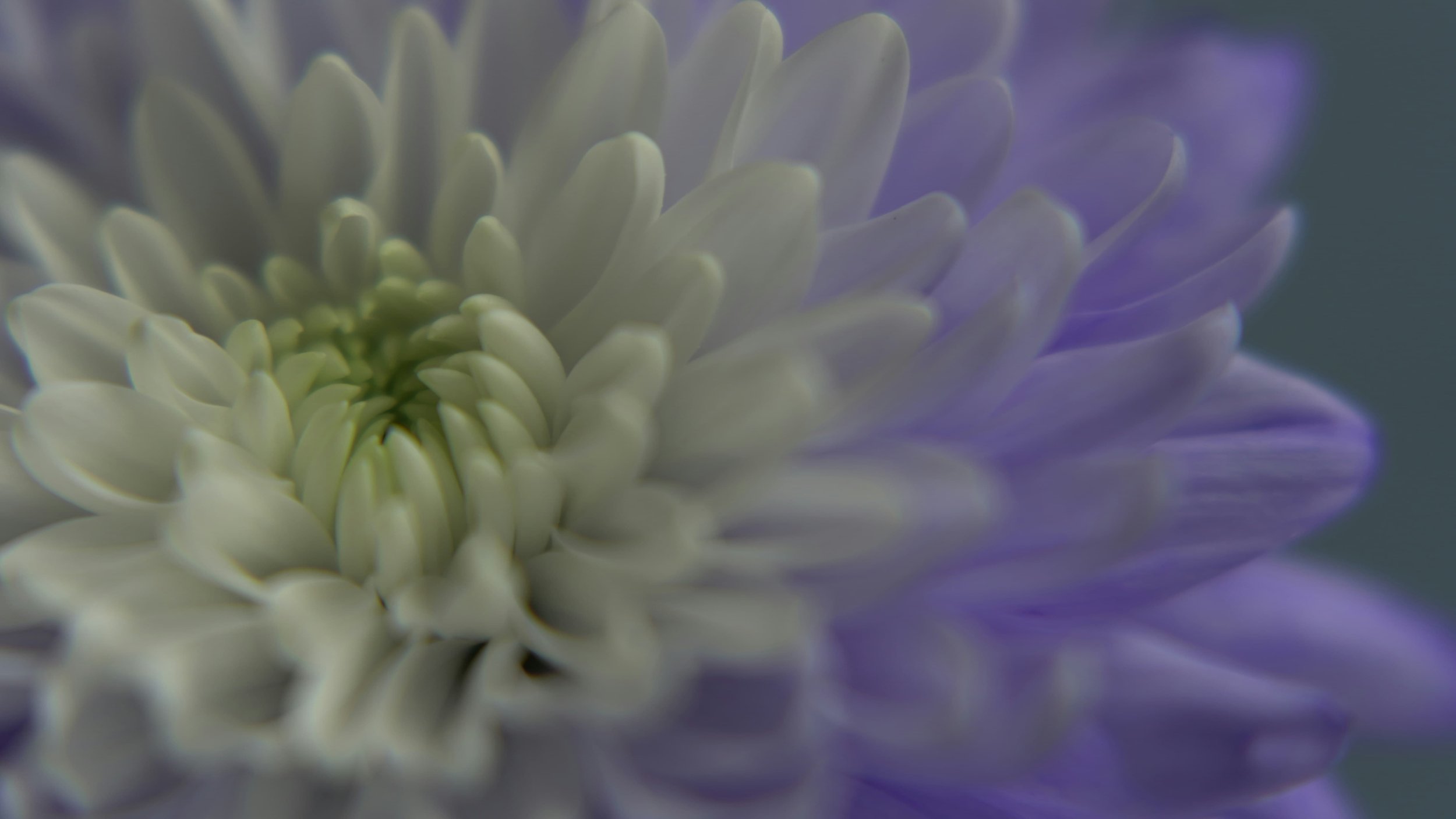 The Essential Cleansing Program: A Natural Reset for Body and Mind