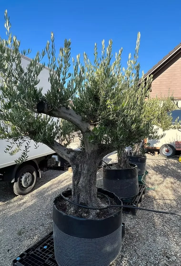 Olivenbaum in einem schwarzen Pflanzkübel auf einem Parkplatz im Freien, bei strahlendem Sonnenschein und klarem blauen Himmel.