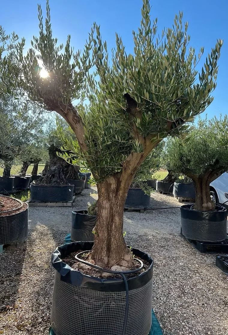 Ein Olivenbaum in einem großen schwarzen Topf, der mit Wasser bewässert wird, unter hellem Sonnenlicht an einem klaren blauen Himmel, umgeben von anderen Bäumen in ähnlichen Töpfen.