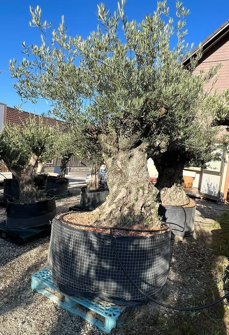 Mehrere Olivenbäume in großen schwarzen Wannen auf einer Gartenterrasse bei sonnigem Himmel.